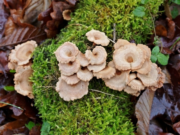 Champignons et mousse.jpg